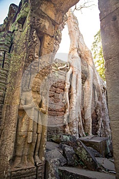 Carving of giant for entrance guard with tree root background at