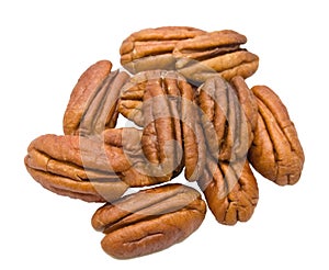 Carya pecan