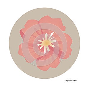 caryophyllaceae flower. Vector illustration decorative design photo