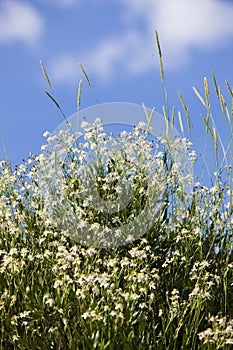 Caryophyllaceae / Gypsophila sp. White flowers. Plateau Assy
