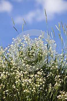 Caryophyllaceae / Gypsophila sp. White flowers. Plateau Assy photo