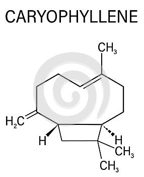 Caryophyllene molecule. Constituent of multiple herbal essential oils, including clove oil. Skeletal formula.