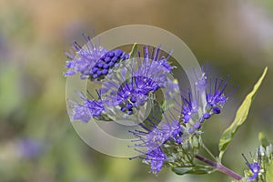 Caryopteris clandonensis bluebeard bright blue flowers in bloom, ornamental autumnal flowering plant