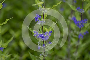 Caryopteris clandonensis bluebeard bright blue flowers in bloom, ornamental autumnal flowering plant