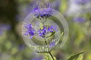 Caryopteris clandonensis bluebeard bright blue flowers in bloom, ornamental autumnal flowering plant