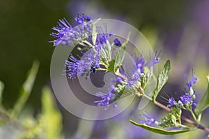 Caryopteris clandonensis bluebeard bright blue flowers in bloom, ornamental autumnal flowering plant