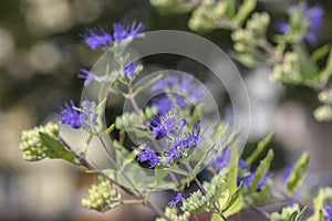 Caryopteris clandonensis bluebeard bright blue flowers in bloom, ornamental autumnal flowering plant