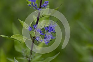 Caryopteris clandonensis bluebeard bright blue flowers in bloom, ornamental autumnal flowering plant