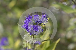 Caryopteris clandonensis bluebeard bright blue flowers in bloom, ornamental autumnal flowering plant