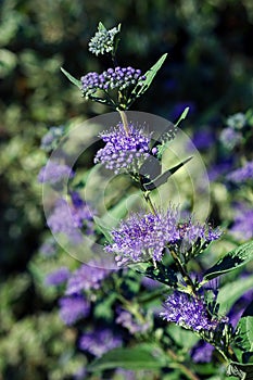 Caryopteris x clandonensis Dark Knight