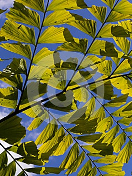 Caryota Mitis Fishtail Palm Leaves in Full Sun