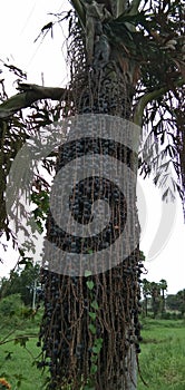 Caryota mitis Lour | Euterpe oleracea Mart tree and fruits photo