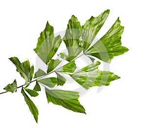 Caryota obtusa leaves Giant fishtail palm, Beautiful palm leaf, Tropical foliage isolated on white background