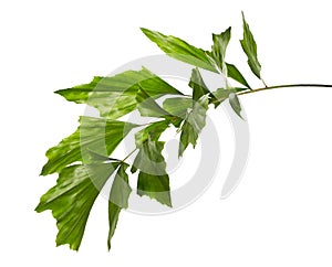 Caryota obtusa leaves Giant fishtail palm, Beautiful palm leaf, Tropical foliage isolated on white background