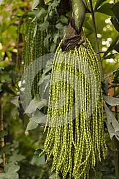 Caryota ochlandra Hance