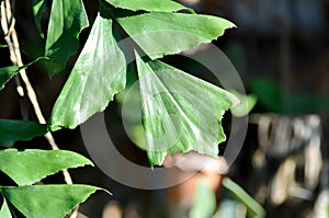 Caryota urens, Palmae or ARECACEAE or Caryota mitis Lour or Fishtail Palm or Wart Fishtail Palm