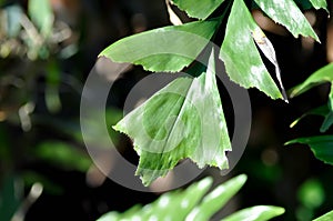 Caryota urens, Palmae or ARECACEAE or Caryota mitis Lour or Fishtail Palm or Wart Fishtail Palm