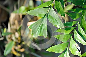 Caryota urens, Palmae or ARECACEAE or Caryota mitis Lour or Fishtail Palm or Wart Fishtail Palm