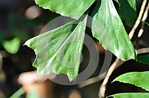 Caryota urens, Palmae or ARECACEAE or Caryota mitis Lour or Fishtail Palm or Wart Fishtail Palm photo
