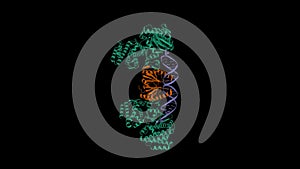 Cas1 (green)-Cas2 (brown)-prespacer binary complex