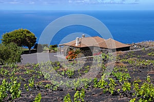 Casa Rural among the vineyard over the ocean photo