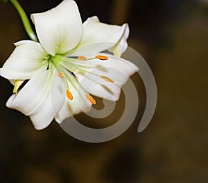 Casablanca Lily