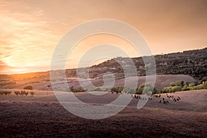 Casale Marittimo, Tuscany, Italy, view through the fields with t photo