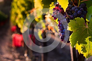 Casale Marittimo, Tuscany, Italy, view from the vineyard on sept