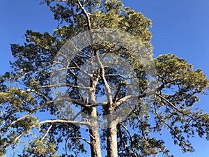 Casandra tree legendary old tree at Las Ninas Reservoir photo