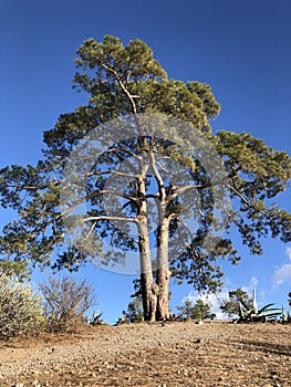 Casandra tree legendary old tree at Las Ninas Reservoir photo