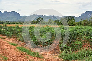 Casava field, soil and weed condition