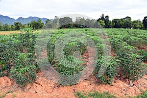 Casava field, soil and weed condition