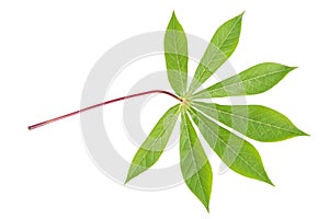 Casava leaf isolated on white background., clipping path in cluded