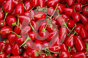 Cascabel chili peppers photo