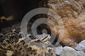 A Cascabel rattlesnake in the zoo photo