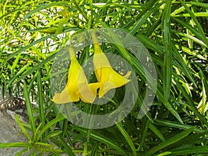 Cascabela thevetia - Beautiful yellow flower