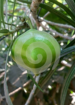 Cascabela thevetia photo