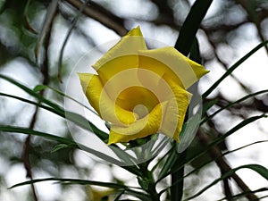 Cascabela thevetia flower