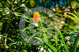 Cascabela thevetia flower Yellow oleander, Lucky nut on summer day