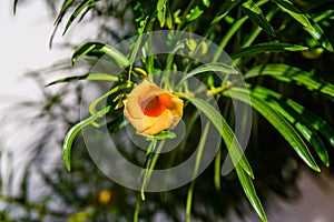 Cascabela thevetia flower Yellow oleander, Lucky nut on summer day