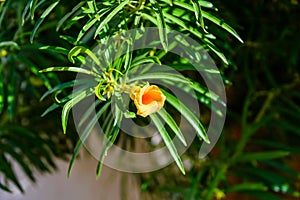 Cascabela thevetia flower Yellow oleander, Lucky nut on summer day