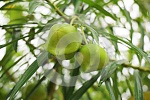 Cascabela thevetia fruit