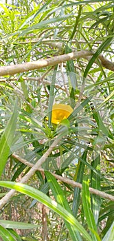 Cascabela thevetia , India.  These flower is present in various colours .