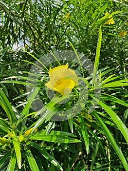Cascabela thevetia plant yellow caner flower