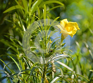 Cascabela thevetia is a poisonous plant native throughout Mexico and in Central America,