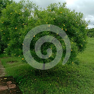 Cascabela thevetia or yellow  kaner tree in the park