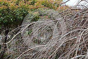 Cascade of bare baldcypress branches