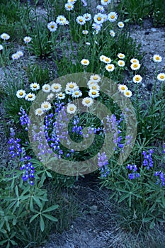 Cascade Fleabane and Lupine Spp., Mount Rainier National Park Wildflowers