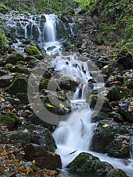 Cascade in Forest