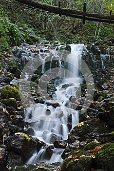 Cascade in Forest